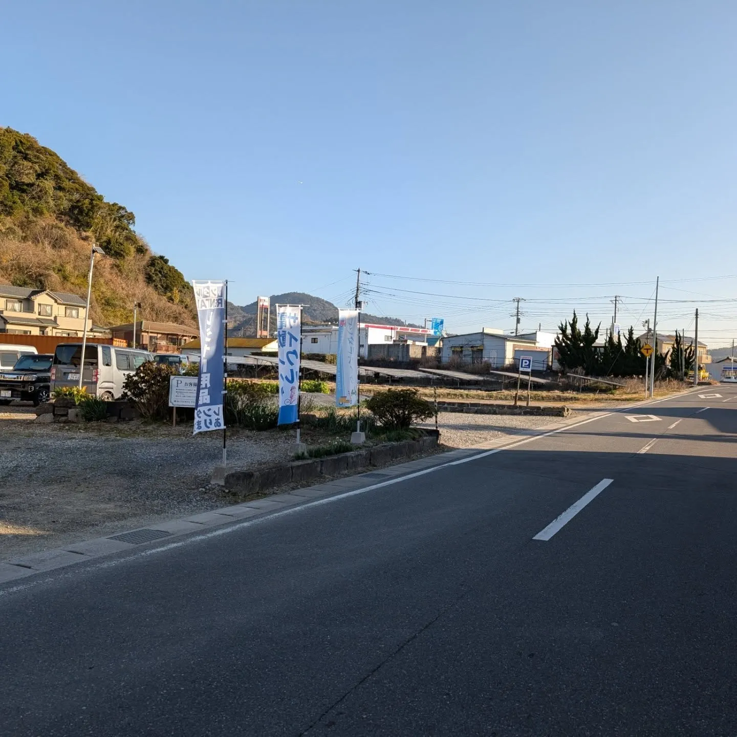 今日は穏やか、水仙が見頃ですよ。