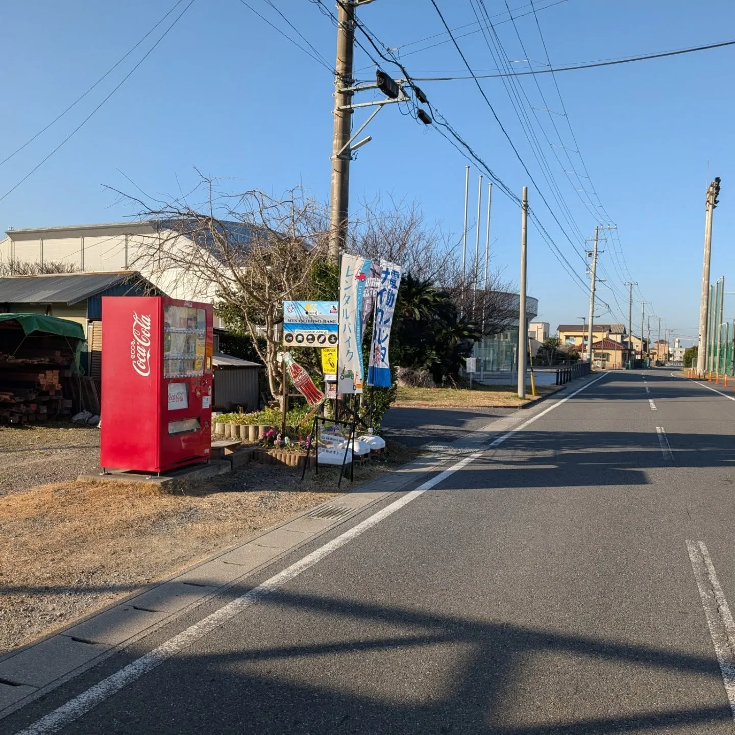 今日は穏やか、水仙が見頃ですよ。
